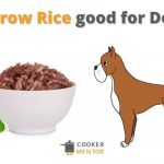 Can Dogs Eat Brown Rice? Is Brown Rice Good For Dogs?