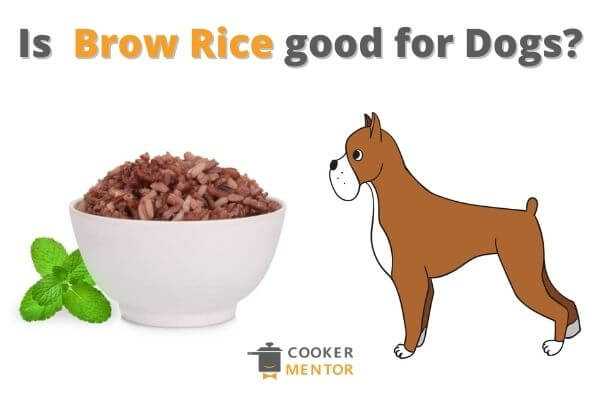 Is Brown Rice Good For Dog